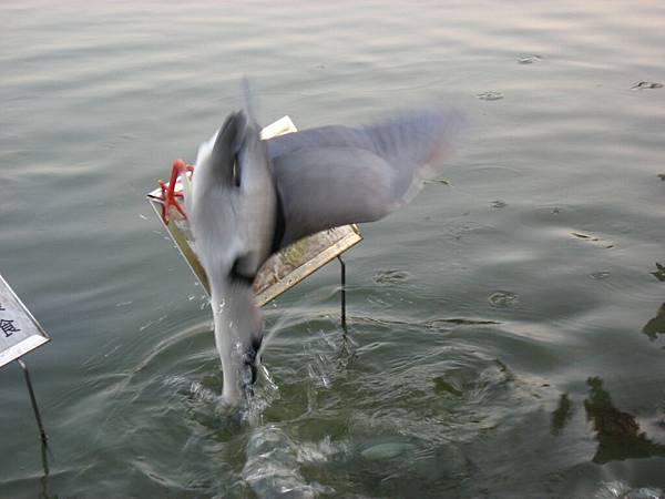 Image00070.jpg