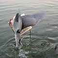 Image00070.jpg