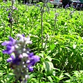 IMG_5655.JPG