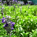 IMG_5656.JPG