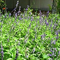 IMG_5657.JPG