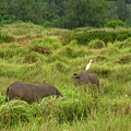 Image00234.jpg