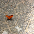 Image00391.jpg