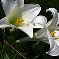 Image00003.jpg