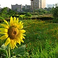Image00016.jpg