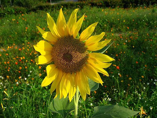 Image00021.jpg