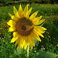 Image00021.jpg