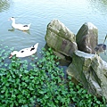 Image00045.jpg