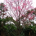 IMG_5137.JPG