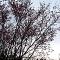 IMG_5139.JPG