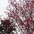 IMG_5141.JPG