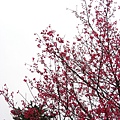 IMG_5142.JPG