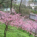 IMG_5149.JPG