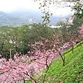 IMG_5154.JPG