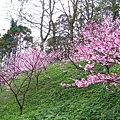 IMG_5157.JPG