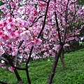 IMG_5158.JPG