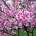 IMG_5159.JPG