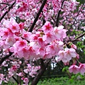 IMG_5171.JPG