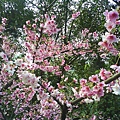 DSC01422.JPG