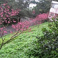 IMG_8015.JPG