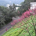 IMG_8019.JPG