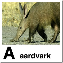 aaardvark