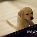 quill_dog_wallpaper_004.jpg