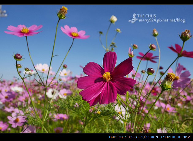 花海-11.jpg