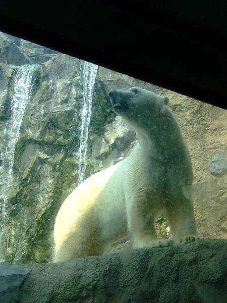 隔著玻璃也感受到這世界上最大型的熊的氣勢!!