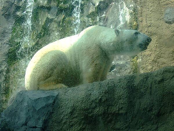 北極熊剛到旭山動物園時會一直衝撞玻璃