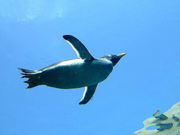 旭山動物園還有一個特別的企鵝館