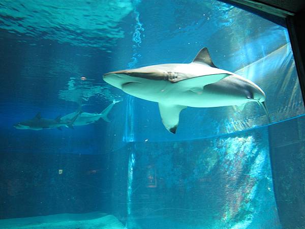 IMG_0575.JPG IMG_0575.JPG