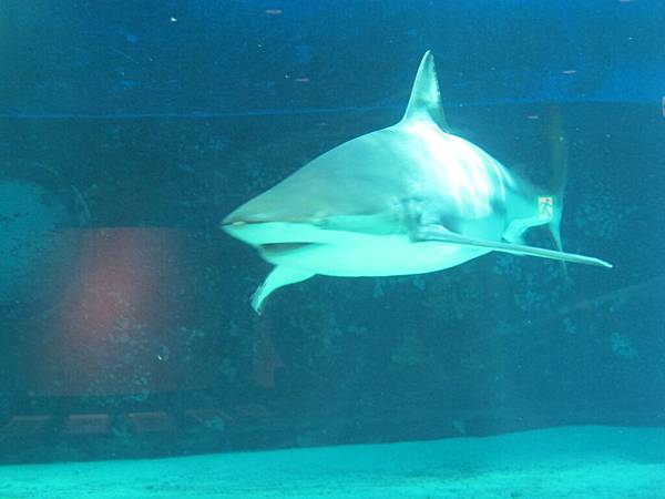 IMG_0580.JPG IMG_0580.JPG