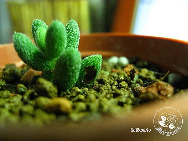 Crassula hirtipes_20130620_BG01