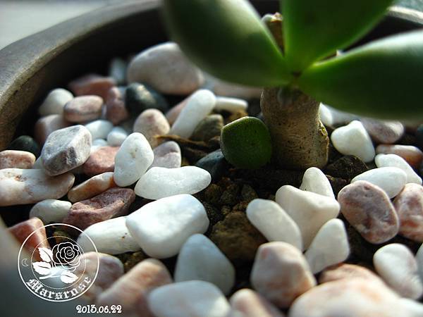 adromischus_20130622_BG02