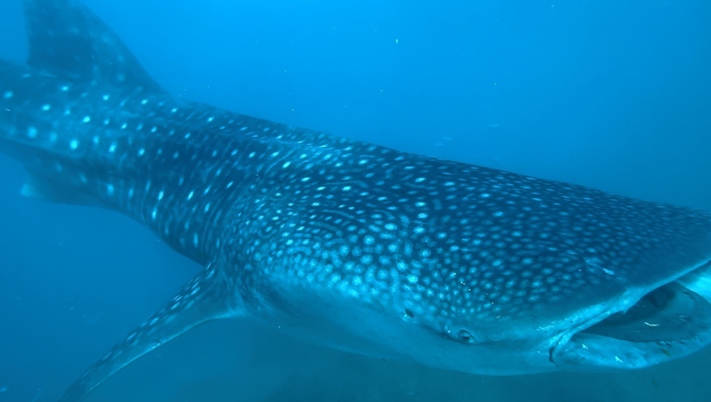 Whale Shark的白色斑點與皮質紋理清晰可見.jpg