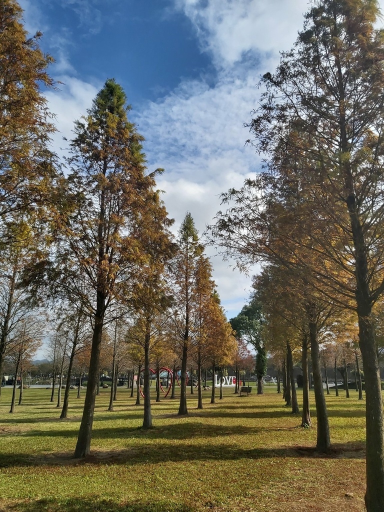 大溪河濱公園的落羽松林.jpg