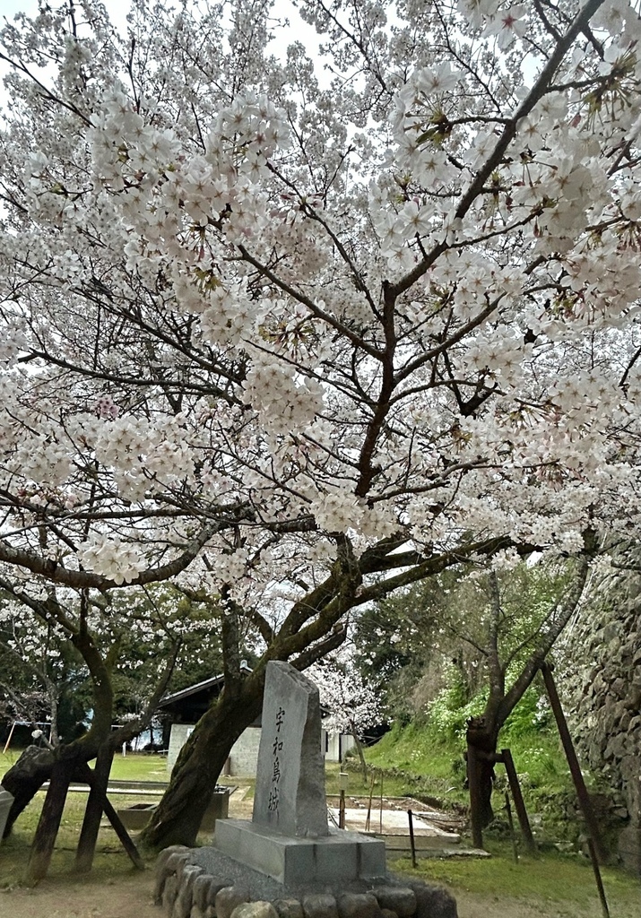 宇和島城的櫻花滿開.jpg