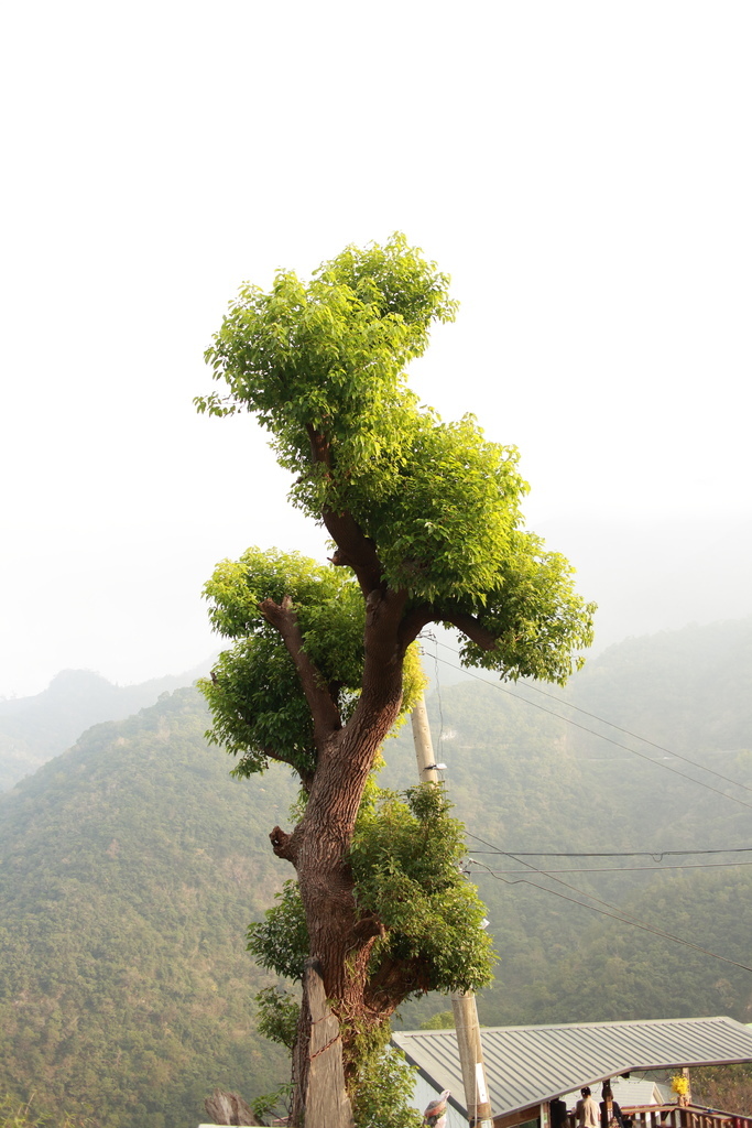 【美食】屏東,霧台,摩凱咖啡 IMG_5471.JPG