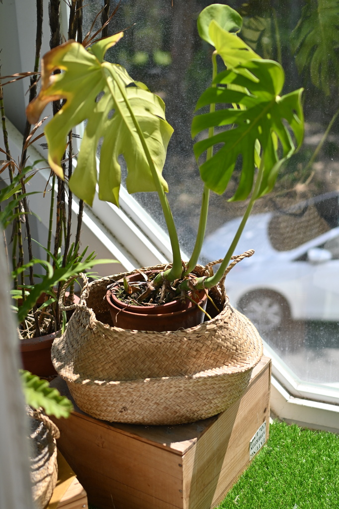 屏東。恆春,等咧粉圓 DSC_4466.JPG