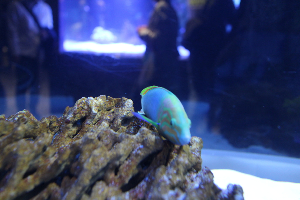 日本。2017.10東京,第6天 IMG_0031.JPG