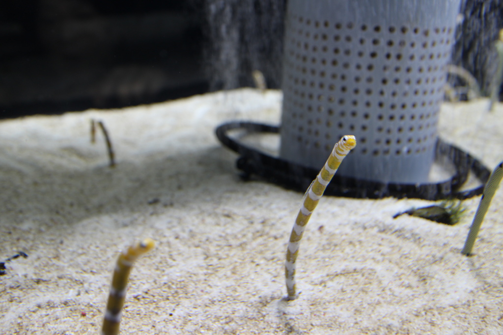 日本。2017.10東京,第6天 IMG_0037.JPG