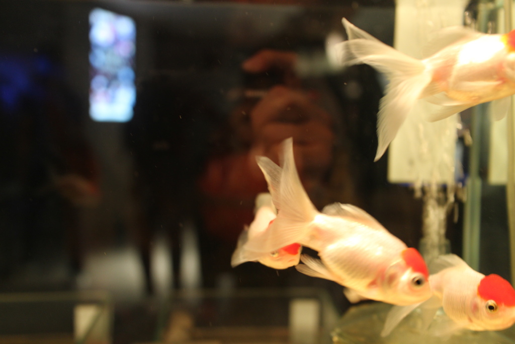 日本。2017.10東京,第6天 IMG_0071.JPG