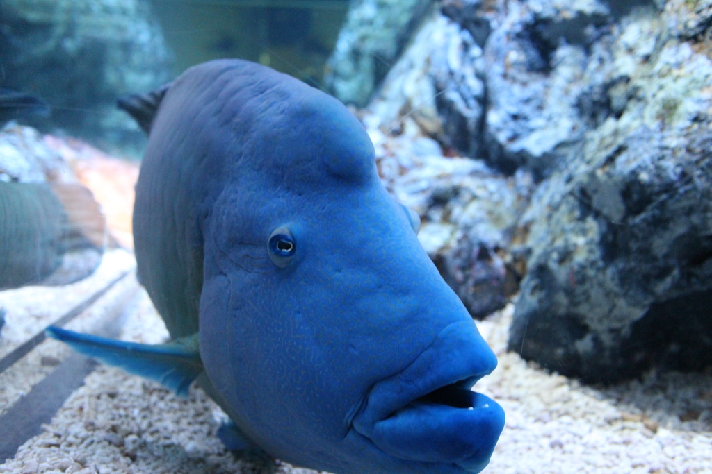 日本。2017.10東京,第6天 IMG_0048.JPG