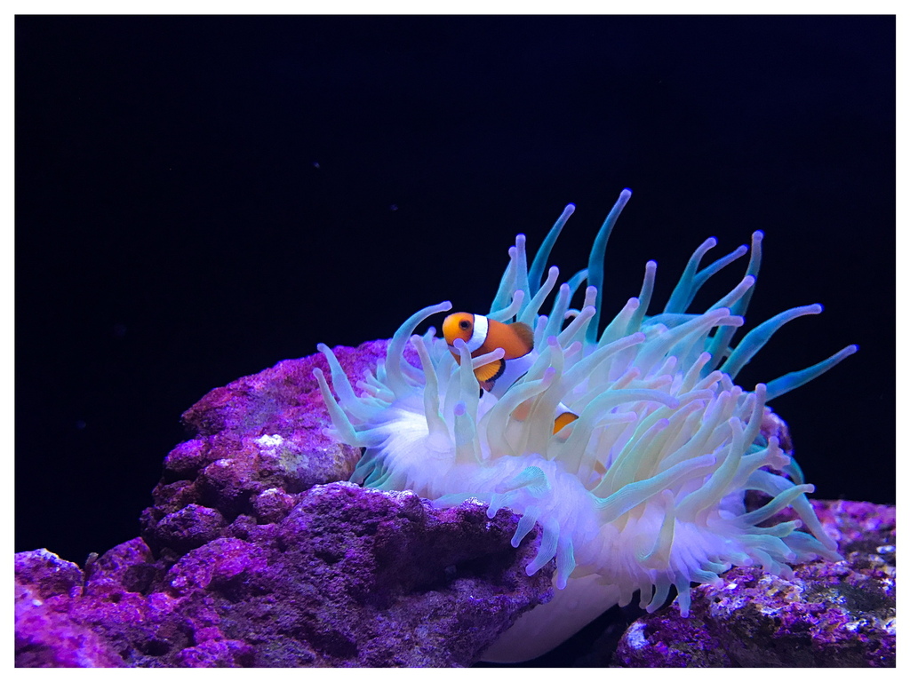 日本。2017.10東京,第6天 IMG_0453.JPG