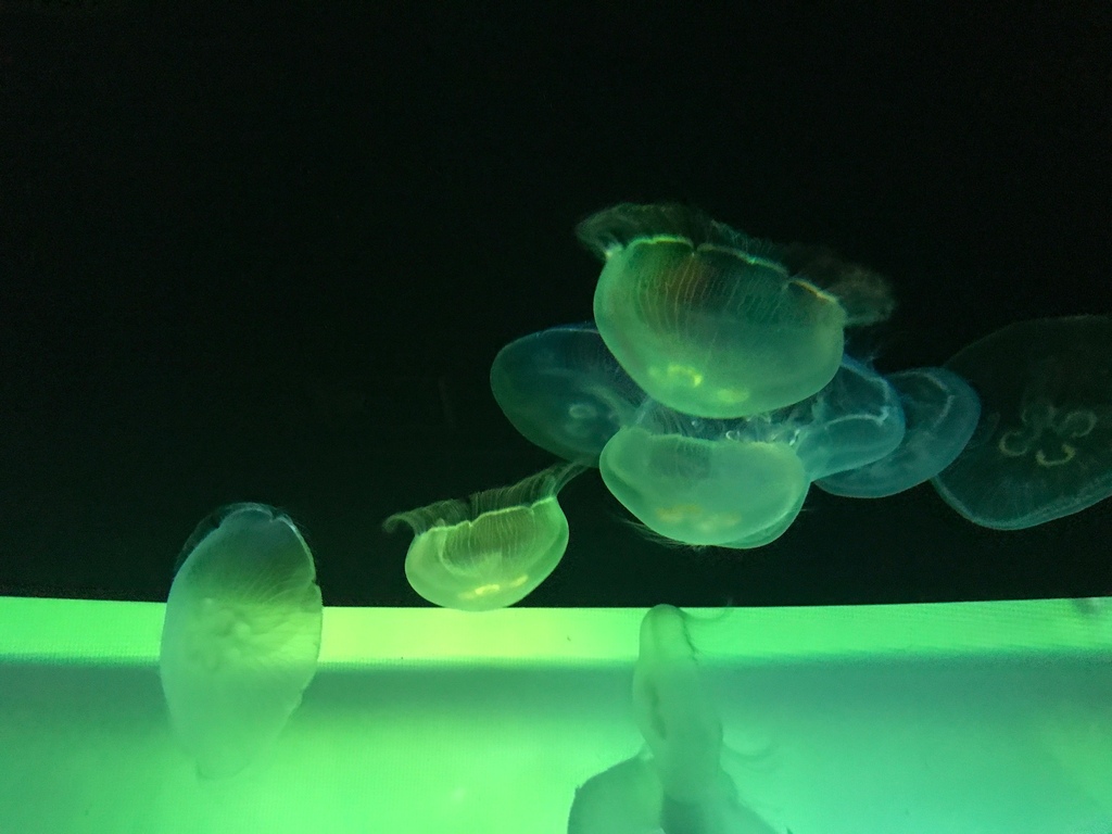 日本。2017.10東京,第6天 IMG_0447.jpg