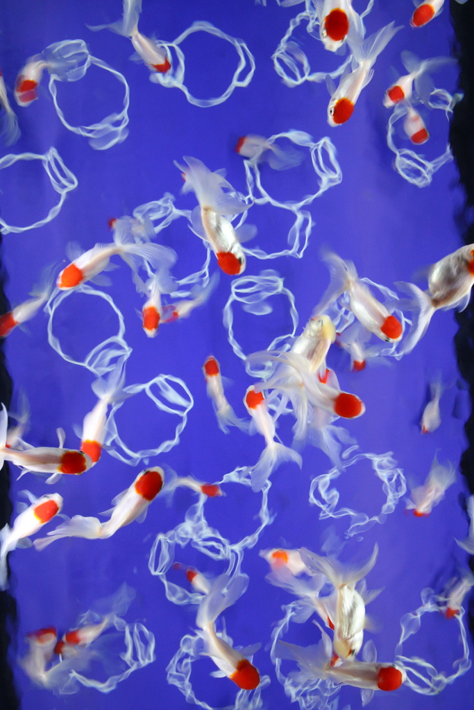 日本。2017.10東京,第6天 IMG_0077.JPG