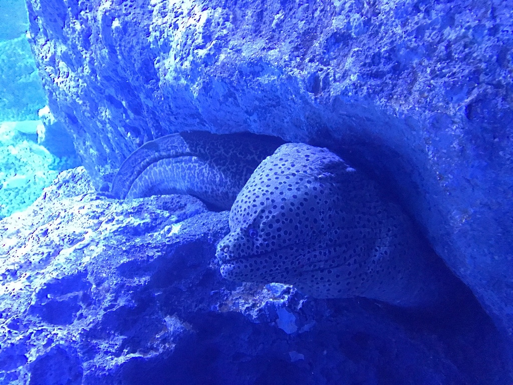 日本。2017.10東京,第6天 IMG_0462.jpg