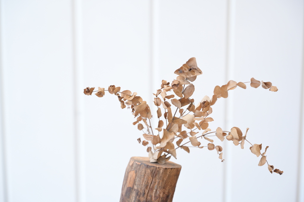 台南。屋裡的湯 DSC_0308.JPG