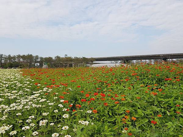 屏東熱帶博覽會 花.jpg